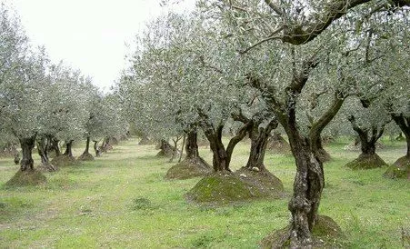 Des oliviers à Nyons